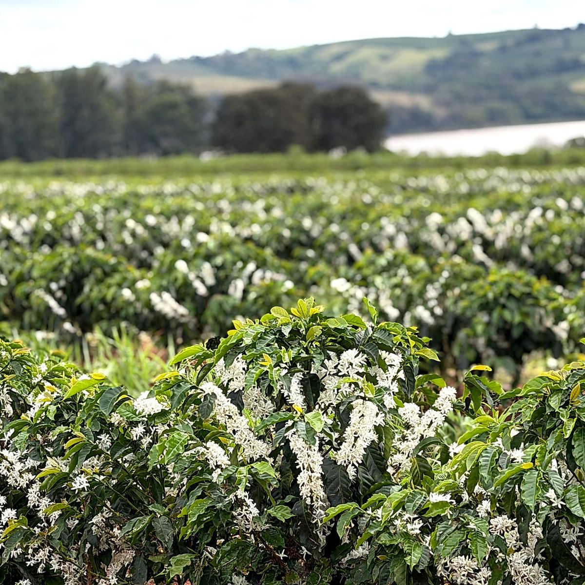 Coffee trees in flower across the plantation, Sul de Minas, Minas Gerais