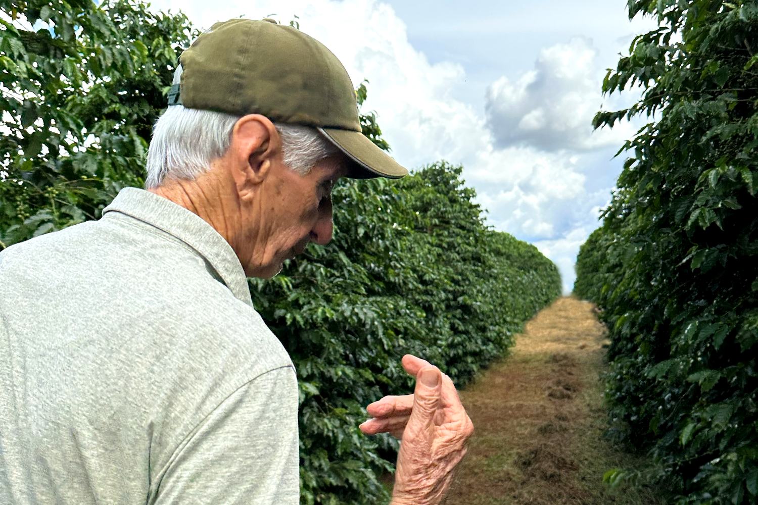 Coffee producer in the plantation, Sul de Minas, Minas Gerais